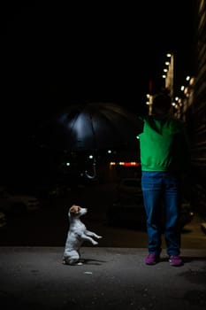 Woman sheltering jack russell terrier dog under umbrella from rain