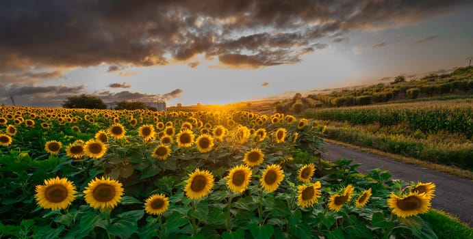 Sunflower fields in warm evening light, Charente, France, High quality photo