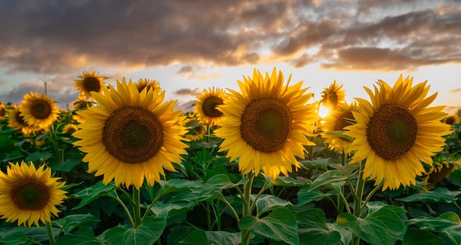 Sunflower fields in warm evening light, Charente, France, High quality photo
