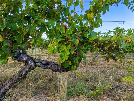 FRANCE, GIRONDE, TARGON, ATTACK OF DOWNY MILDEW ON AN OLD VINE IN THE SUMMER OF 2023, 90 PERCENT OF BORDEAUX VINEYARDS ARE AFFECTED BY THIS DISEASE