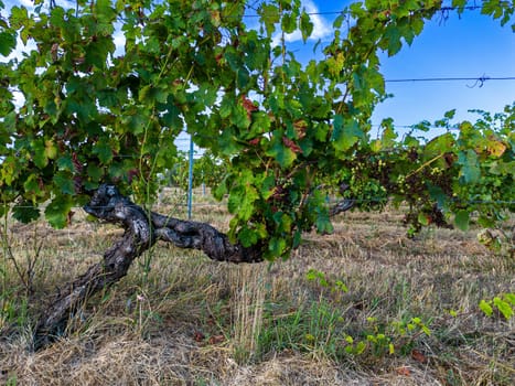 FRANCE, GIRONDE, TARGON, ATTACK OF DOWNY MILDEW ON AN OLD VINE IN THE SUMMER OF 2023, 90 PERCENT OF BORDEAUX VINEYARDS ARE AFFECTED BY THIS DISEASE