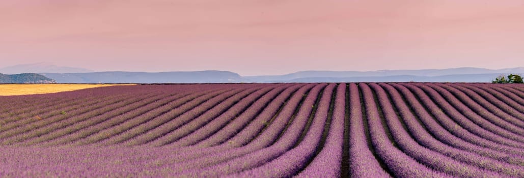 Plateau de Valensole lavender field and house at sunset in Haute Alpes Provence Cote d'Azur, High quality 4k footage