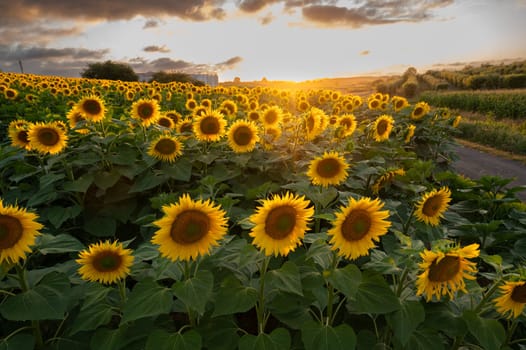 Sunflower fields in warm evening light, Charente, France, High quality photo