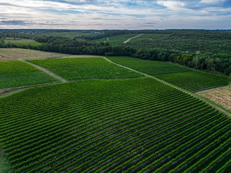 Aerial view Bordeaux Vineyard and forest in summer at sunrise, film by drone in summer, Entre deux mers, High quality 4k footage