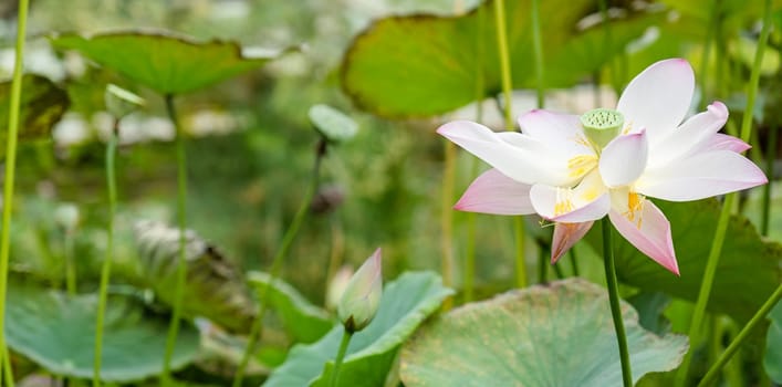 lotus and water lilies in the pond, nature background