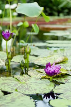 lotus and water lilies in the pond, nature background