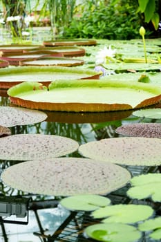 lotus and giant water lilies in the pond, nature background