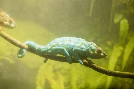 lizard Panther chameleon in artificial environment with high humudity, nature