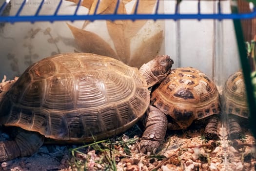 Two yellow turtles in a terrarium close up