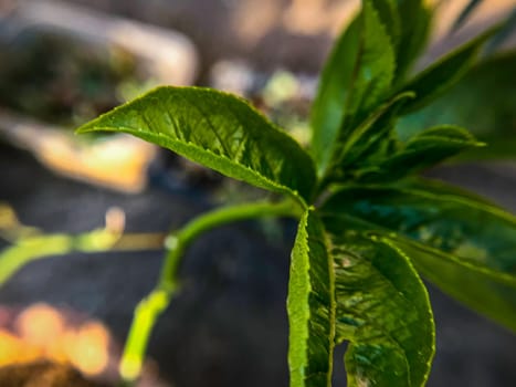 A close-up photo of a Passiflora Edulis or Passionfruit vine with pointed leaves and a serrated edge. The leaves are a dark green color and have a glossy texture. The background is blurred and appears to be a garden or outdoor setting. The photo is taken from a low angle, looking up at the plant .Passiflora Edulis or Passion Fruit Vine with Pointed Green Leaves- Outdoor Shot. High quality photo.