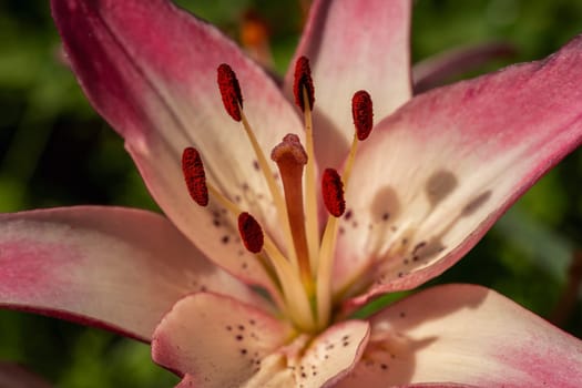 pink lilies in natural light close-up