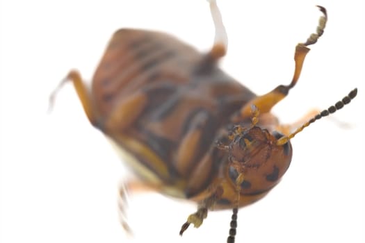 Colorado potato beetle close-up on a white background