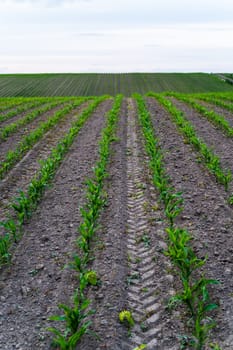 Shoots of green young sprouts of corn maize on farm field. Growing corn's sprouts in soil. Cultivation of agricultural crop of maize in farmer's field