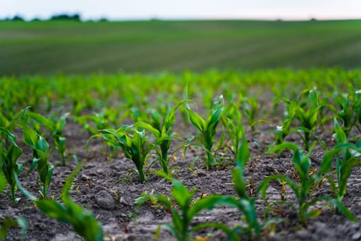 A small plant of maize in soil, corn leaves, green sprout. Corn seedling, agriculture, close-up