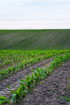 Rows of young green corn growing on the agriculture field. Growing young green corn seedling sprouts in cultivated agricultural farm field