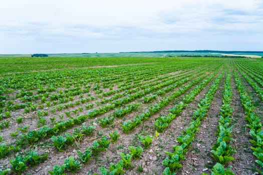 Rows of young fresh beetroot beet root leaves. Beetroot plants growing in a fertile soil on a agriculture field. Cultivation of beet