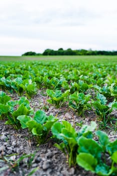 Rows of sugar beet bulbs on the ground in the fields. A plant whose root contains a high concentration of sucrose and grown for sugar production. Agriculture process