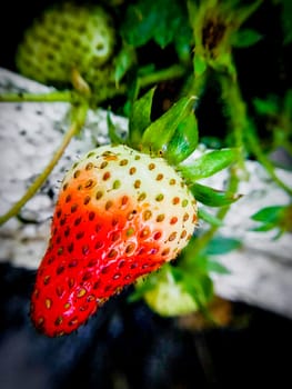 A close-up photo of a strawberry plant with a single ripe strawberry. The strawberry is red with green leaves and is hanging from the plant. The background is blurred and consists of other unripe strawberries and leaves. The image is taken from a low angle, looking up at the strawberry. The image has a high contrast and the colors are vibrant.