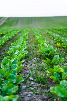 Young, sprouted root beet growing in the vegetable garden. Beetroot leaf in farming and harvesting. Cultivation of the sugar beet. Agriculture process