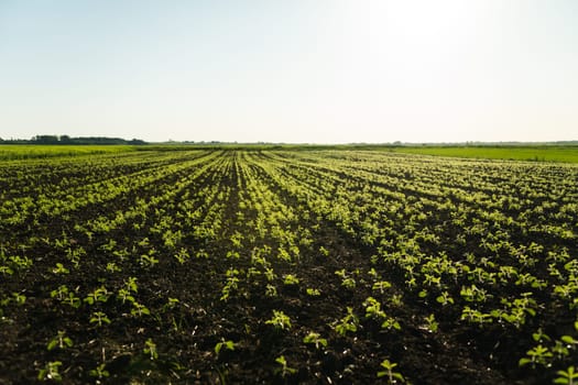Green young soybean plants growing in a soil on agricultural field in a streight rows. Young soy sprouts planted in neat rows. Soy seedling. Agriculture