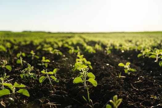 A field of young soybeans against a clean sky against the sun. Landscape with green soybean growing on a cultivated field