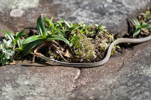 Side view of a viper snake slithering over a rock in the forest, in its natural habitat.