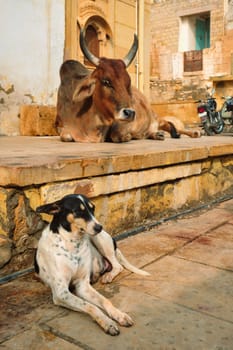 Indian cow and dog resting sleeping in the street. Cow is a sacred animal in India. Jasialmer fort, Rajasthan, India