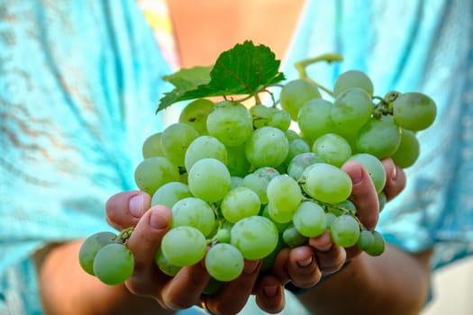 grape in hand. grapes harvest in farmer hand download photo