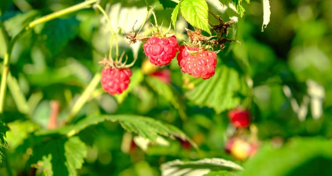 Branch of ripe raspberries in a garden, close up of branch of ripe raspberry. Red sweet berries growing on raspberry bush in fruit garden. download photo