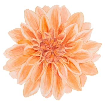 Garden orange dahlia watercolor illustration. Hand drawn botanical painting, floral sketch. Colorful flower clipart for summer or autumn design of wedding invitation, prints, greetings, sublimation, textile