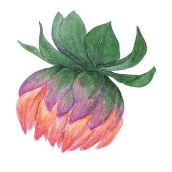 Garden orange dahlia bud watercolor illustration. Hand drawn botanical painting, floral sketch. Colorful flower clipart for summer or autumn design of wedding invitation, prints, greetings, sublimation, textile