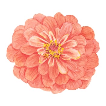 Garden orange Zinnia watercolor illustration. Hand drawn botanical painting, floral sketch. Colorful flower clipart for summer or autumn design of wedding invitation, prints, greetings, sublimation, textile