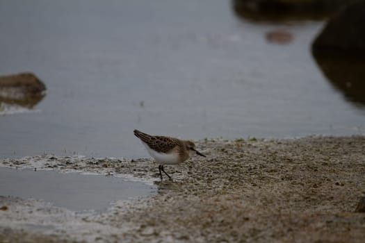 Semipalmated sandpiper, Calidris pusilla, wading along arctic shoreline, near Arviat, Nunavut, Canada