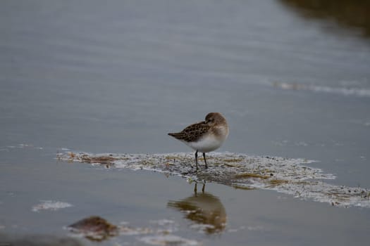 Semipalmated sandpiper, Calidris pusilla, wading along arctic shoreline, near Arviat, Nunavut, Canada