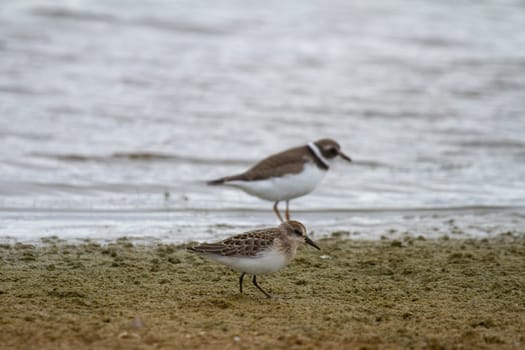 Semipalmated sandpiper, Calidris pusilla, wading along arctic shoreline, near Arviat, Nunavut, Canada