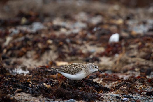 Semipalmated sandpiper, Calidris pusilla, wading along arctic shoreline, near Arviat, Nunavut, Canada