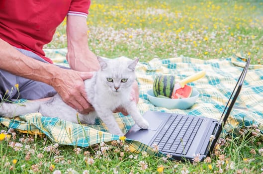 cute kitten sits on a laptop keyboard on a green garden lawn,the owner works in nature with a fluffy pet, outdoor picnic,Digital technology,Stop working, pay attention to me,High Quality Photo