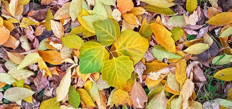 Colorful seasonal autumn background pattern, Vibrant carpet of fallen forest leaves. Autumn beauty of nature. Autumn background with multicolored leaves. 