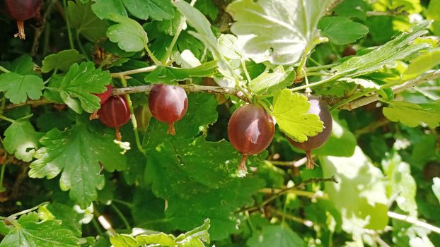 Gooseberries on the branches. A bunch of gooseberries on a branch in the garden. In the green leaves of a berry bush.