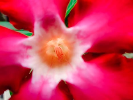 Flower (Adenium obesum, Impala Lily, Mock Azalea, Sabi Star, Kudu or Desert-rose) red color, Naturally beautiful flowers in the garden