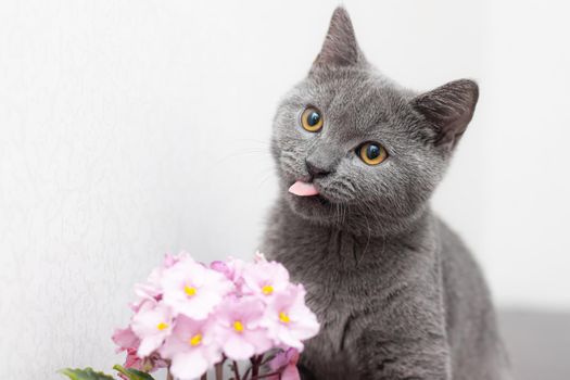 Cat and home flower in a pot . Nursling. Article about animals and home flowers. Harm of home flowers for cats. Grey British cat