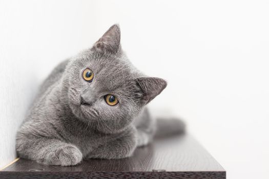 A grey smoky furry British cat looks at the camera on a white background with space for text. The concept of Studio photography for articles and advertisements about Pets and caring for them