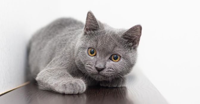 A grey smoky furry British cat looks at the camera on a white background with space for text. The concept of Studio photography for articles and advertisements about Pets and caring for them