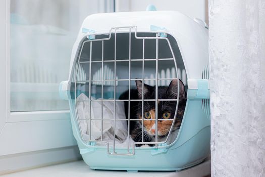 The cat sits in a carrier for animals . A pet. Transportation of animals. Article about animal transportation. Adult tortoiseshell cat. The safety of the pet