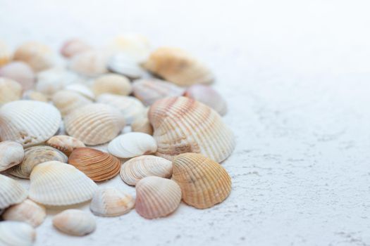 Shells on a light background . Article about vacation. Light background. Sea shells lie on a light background
