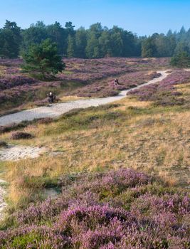 photographers and trees under blue summer sky and colorful purple heather on heath near zeist in the netherlands
