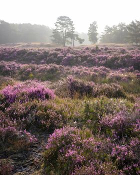 pine trees in morning fog and colorful purple heather on heath near zeist in the netherlands