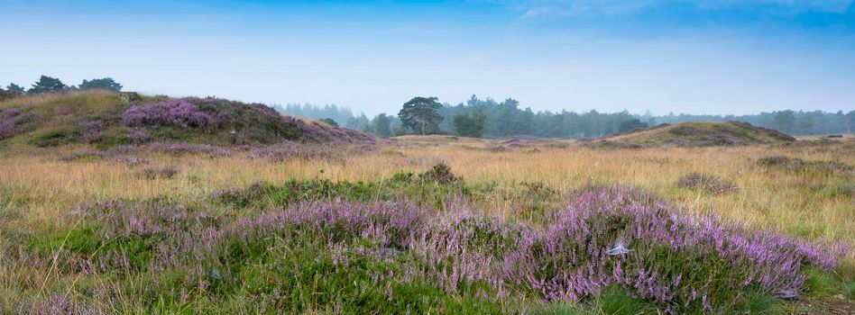 pine trees under blue summer sky and colorful purple heather on heath with background forest near zeist in the netherlands