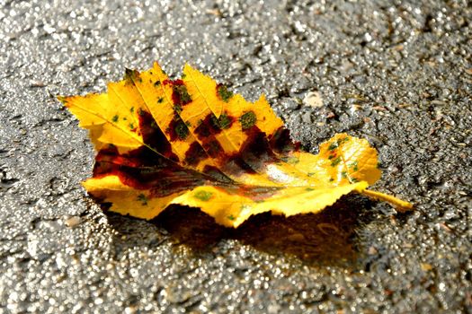 autumnal colored leaf on a wet street