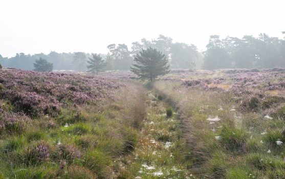 ditch with spider webs between patches of colorful heather in dutch province of utrecht on foggy summer morning near zeist